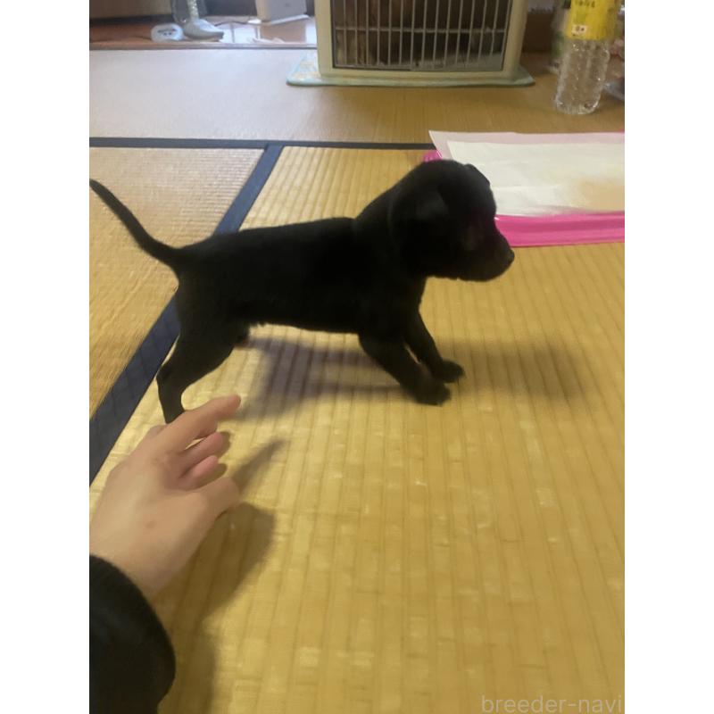 販売中の岡山県のその他の犬種-430976の2枚目