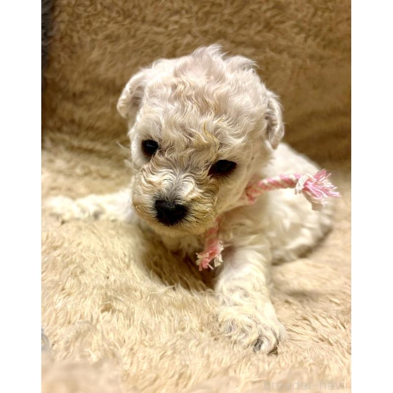 販売中の東京都のビションプー:ビションフリーゼ×トイプードル-430961の1枚目