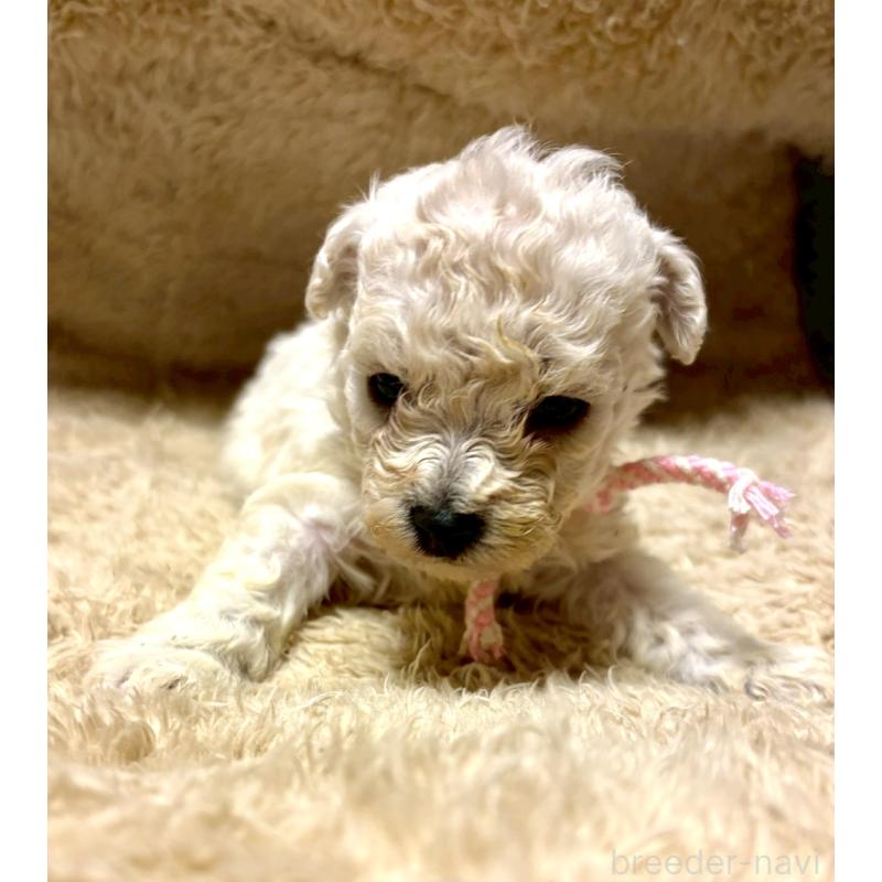 販売中の東京都のビションプー:ビションフリーゼ×トイプードル-430961の8枚目