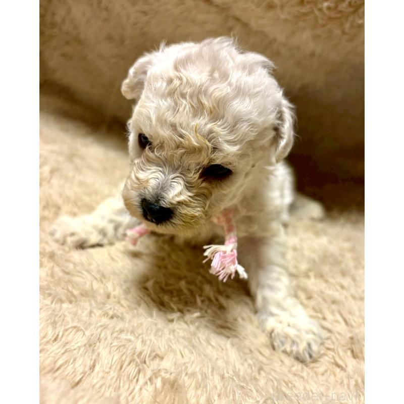 販売中の東京都のビションプー:ビションフリーゼ×トイプードル-430961の7枚目