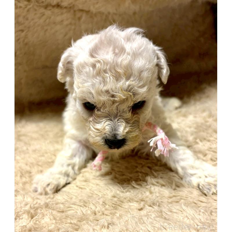 販売中の東京都のビションプー:ビションフリーゼ×トイプードル-430961の6枚目