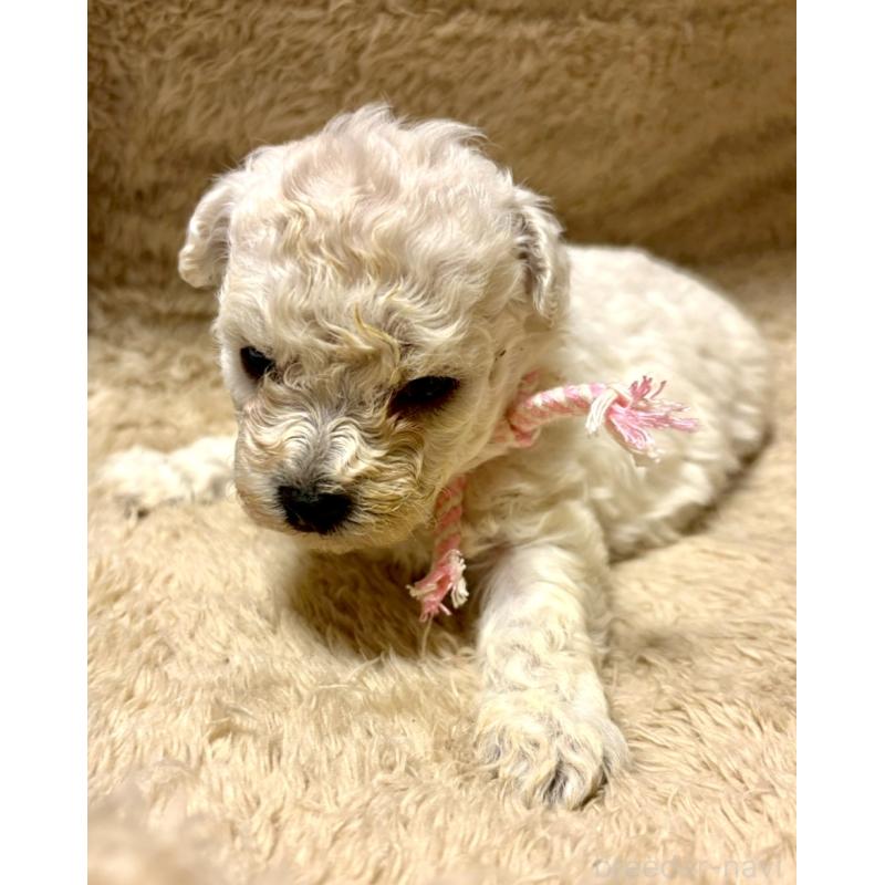 販売中の東京都のビションプー:ビションフリーゼ×トイプードル-430961の5枚目