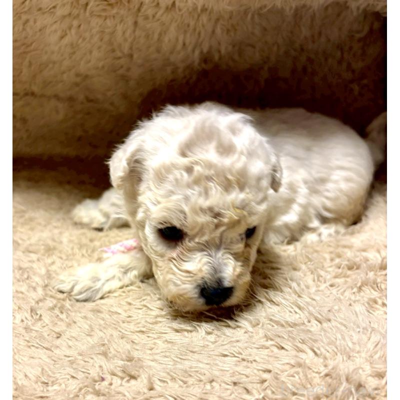 販売中の東京都のビションプー:ビションフリーゼ×トイプードル-430961の4枚目