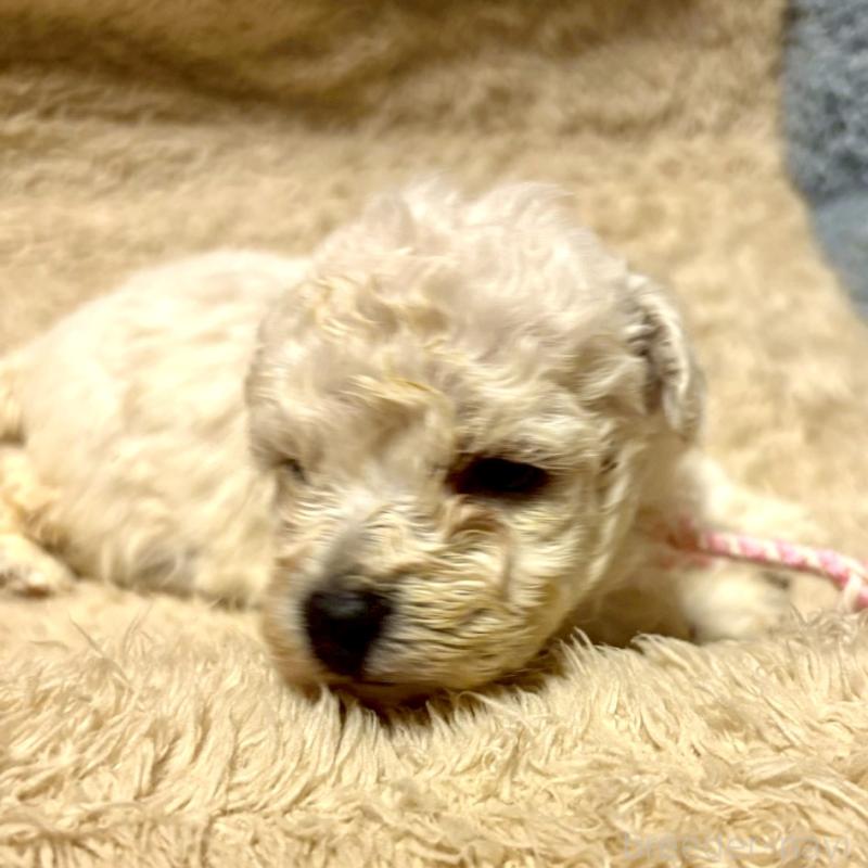 販売中の東京都のビションプー:ビションフリーゼ×トイプードル-430961の3枚目