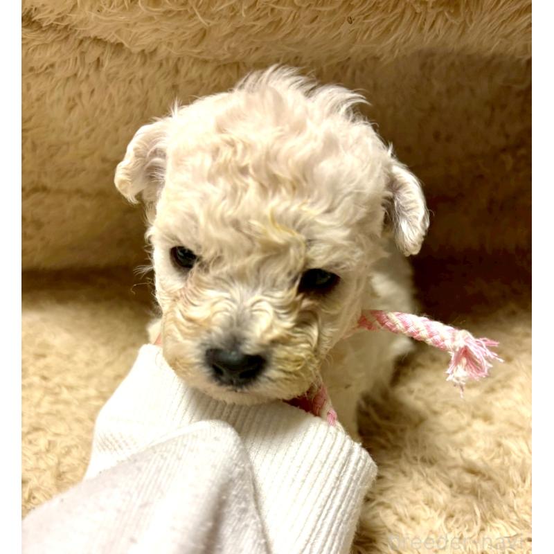 販売中の東京都のビションプー:ビションフリーゼ×トイプードル-430961の2枚目