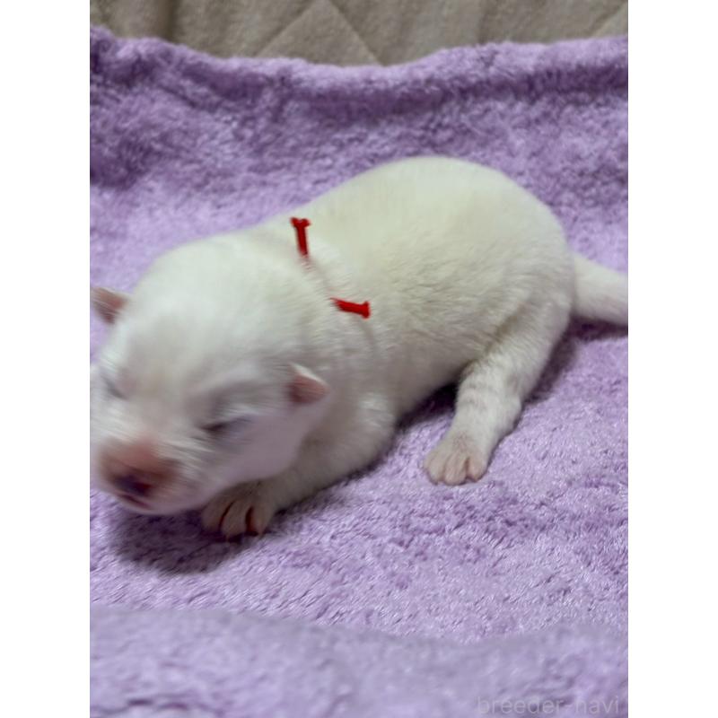 販売中の北海道のサモエド-430962の3枚目