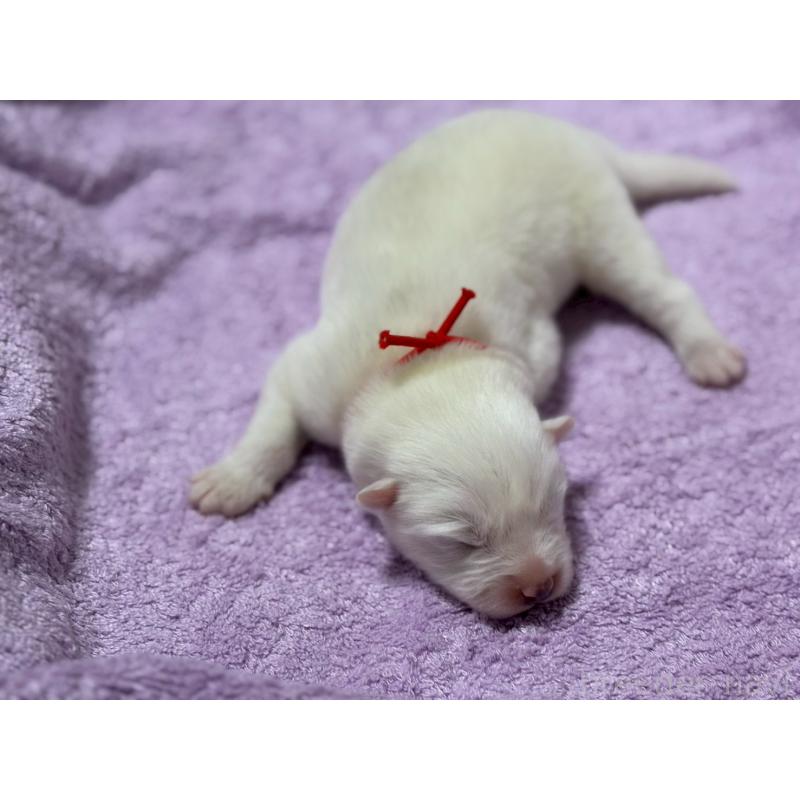 販売中の北海道のサモエド-430962の2枚目