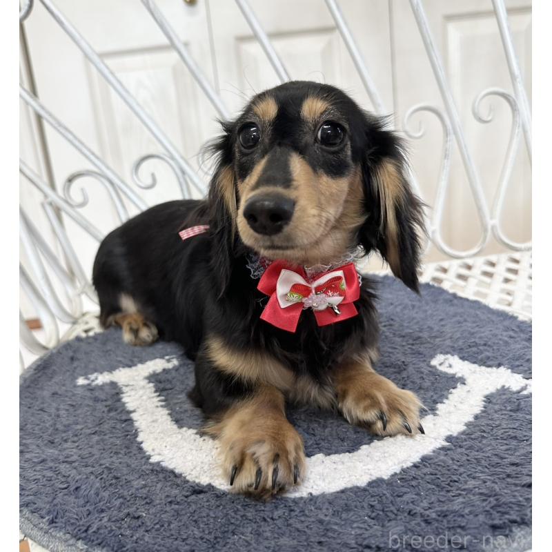 販売中の茨城県のカニンヘンダックスフンド(ロングヘアード)-429328の3枚目