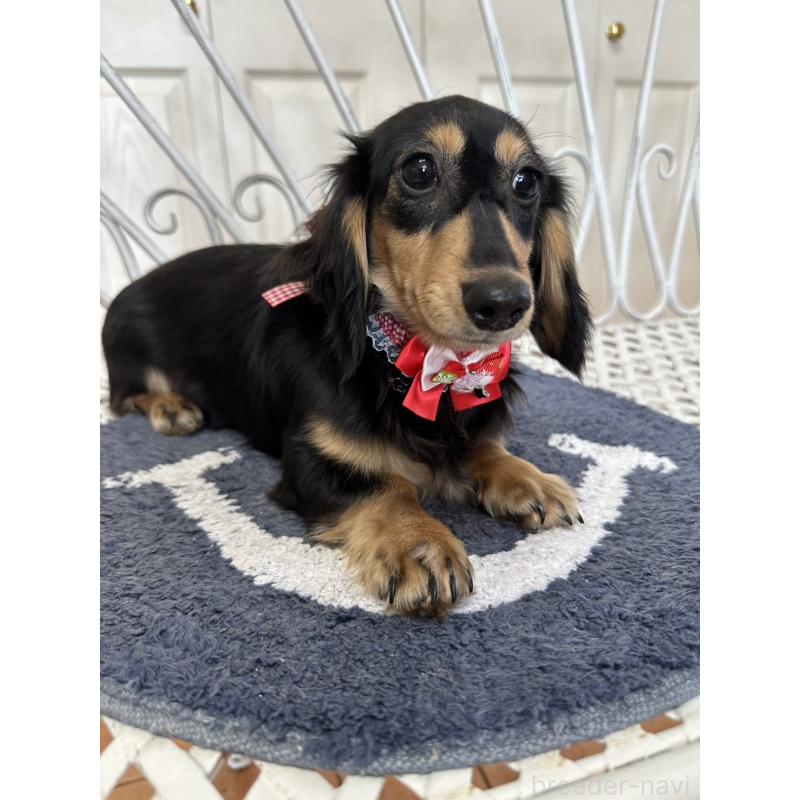 販売中の茨城県のカニンヘンダックスフンド(ロングヘアード)-429328の2枚目