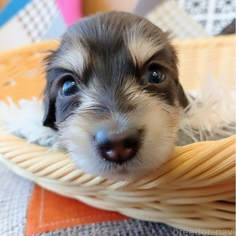 販売中の和歌山県のミニチュアダックスフンド(ロングヘアード)-427746の6枚目