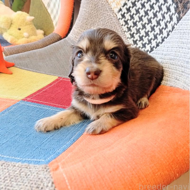 販売中の和歌山県のミニチュアダックスフンド(ロングヘアード)-427746の3枚目