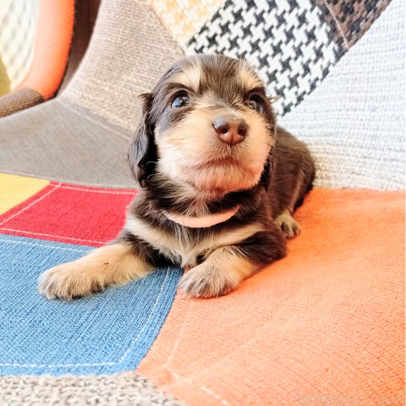 販売中の和歌山県のミニチュアダックスフンド(ロングヘアード)-427746の2枚目