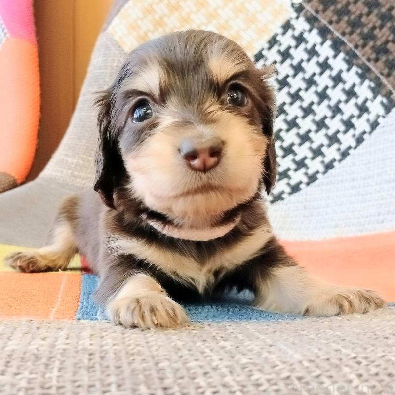 販売中の和歌山県のミニチュアダックスフンド(ロングヘアード)-427746