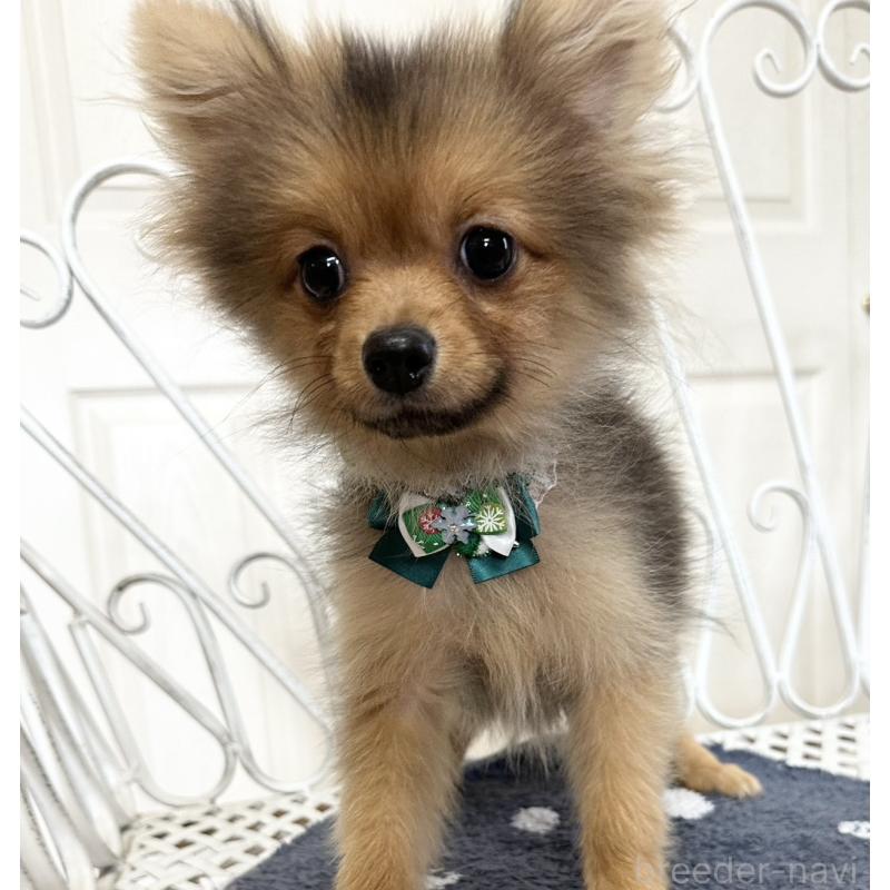 販売中の茨城県のポメラニアン-429331の3枚目