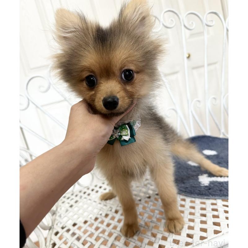 販売中の茨城県のポメラニアン-429331の2枚目