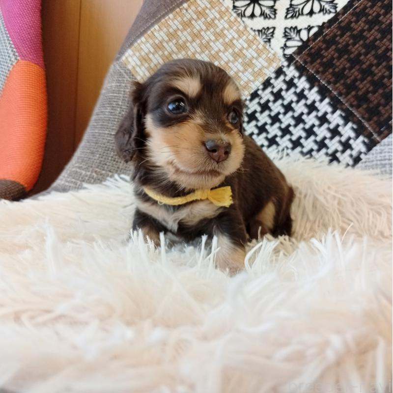 成約済の和歌山県のミニチュアダックスフンド(ロングヘアード)-427743の5枚目