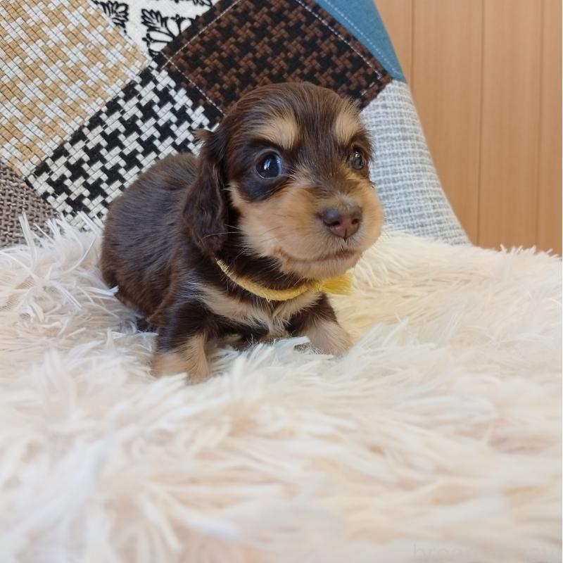 成約済の和歌山県のミニチュアダックスフンド(ロングヘアード)-427743の4枚目