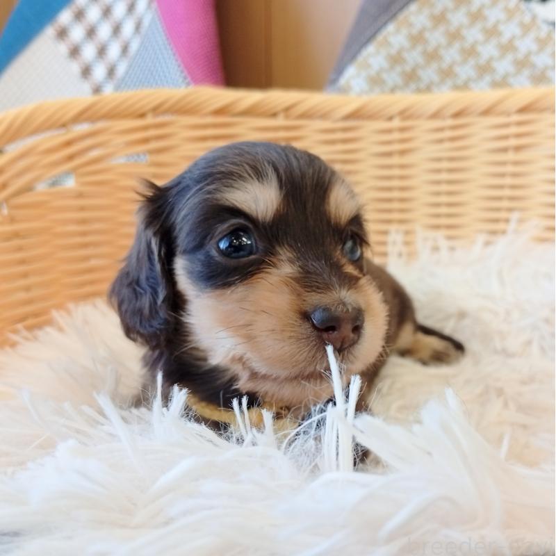 成約済の和歌山県のミニチュアダックスフンド(ロングヘアード)-427743の3枚目