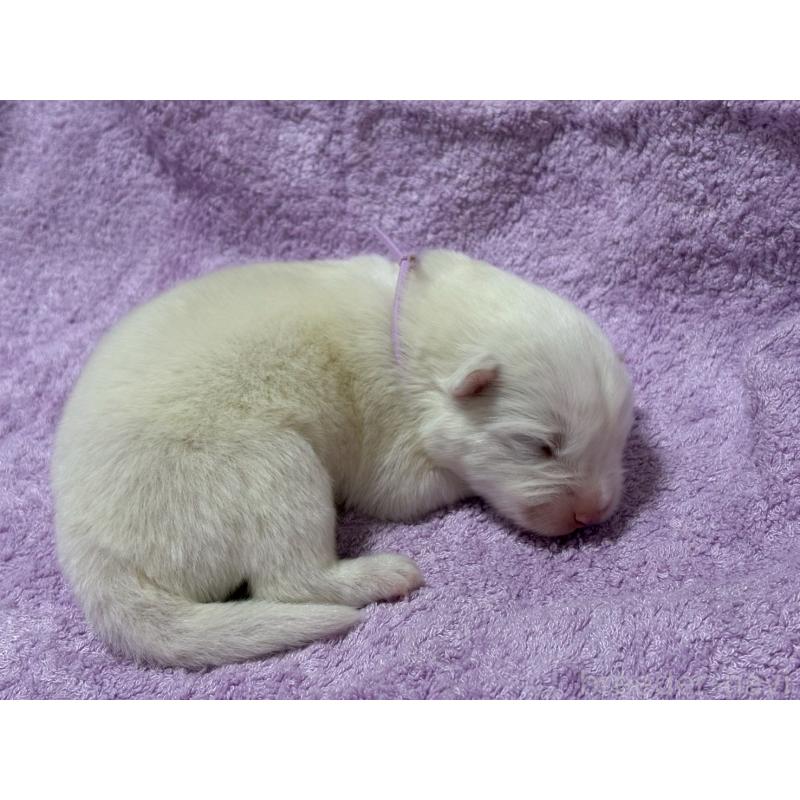 販売中の北海道のサモエド-430964の3枚目