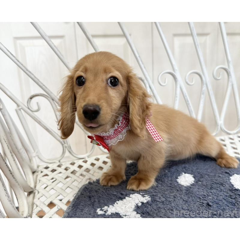 販売中の茨城県のミニチュアダックスフンド(ロングヘアード)-423208の3枚目