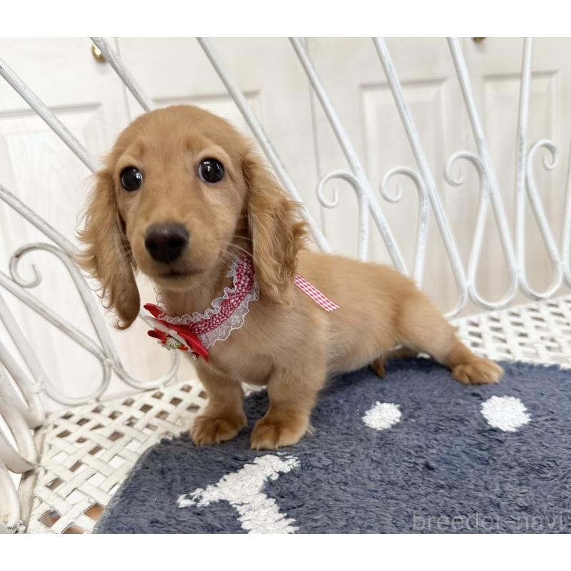 販売中の茨城県のミニチュアダックスフンド(ロングヘアード)-423208の2枚目