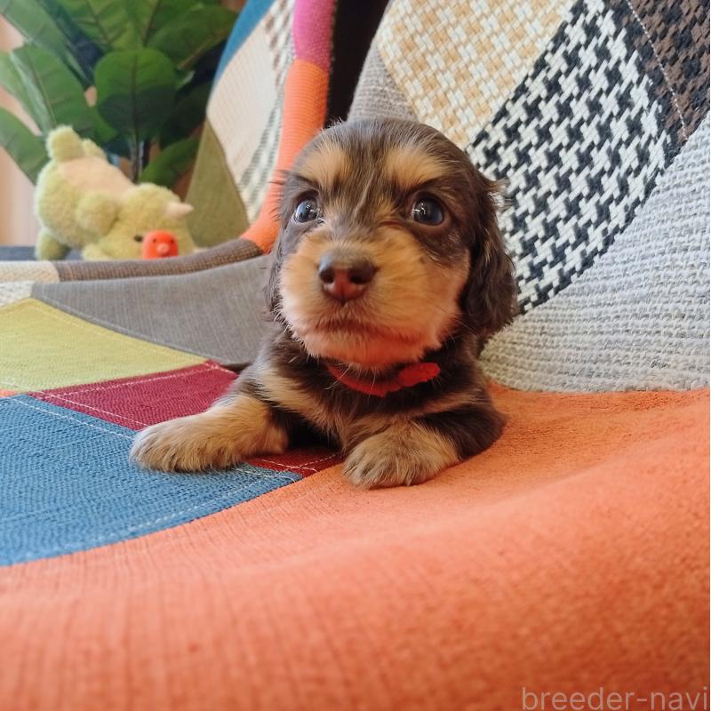 成約済の和歌山県のミニチュアダックスフンド(ロングヘアード)-427740の5枚目