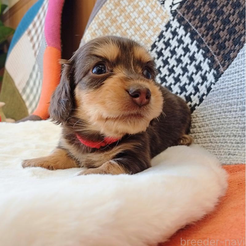 成約済の和歌山県のミニチュアダックスフンド(ロングヘアード)-427740の4枚目