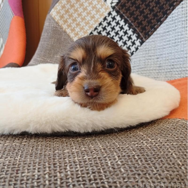 成約済の和歌山県のミニチュアダックスフンド(ロングヘアード)-427740の3枚目