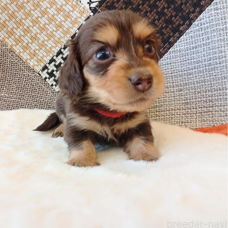 成約済の和歌山県のミニチュアダックスフンド(ロングヘアード)-427740の2枚目