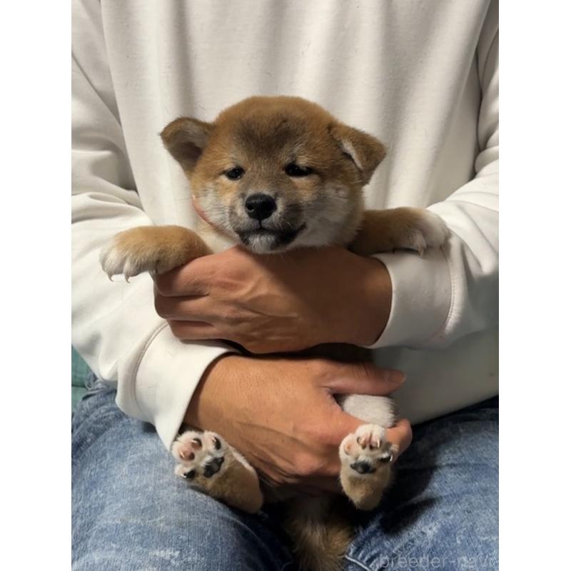 販売中の岡山県の柴犬-430965の14枚目