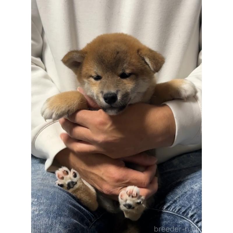 販売中の岡山県の柴犬-430965の13枚目