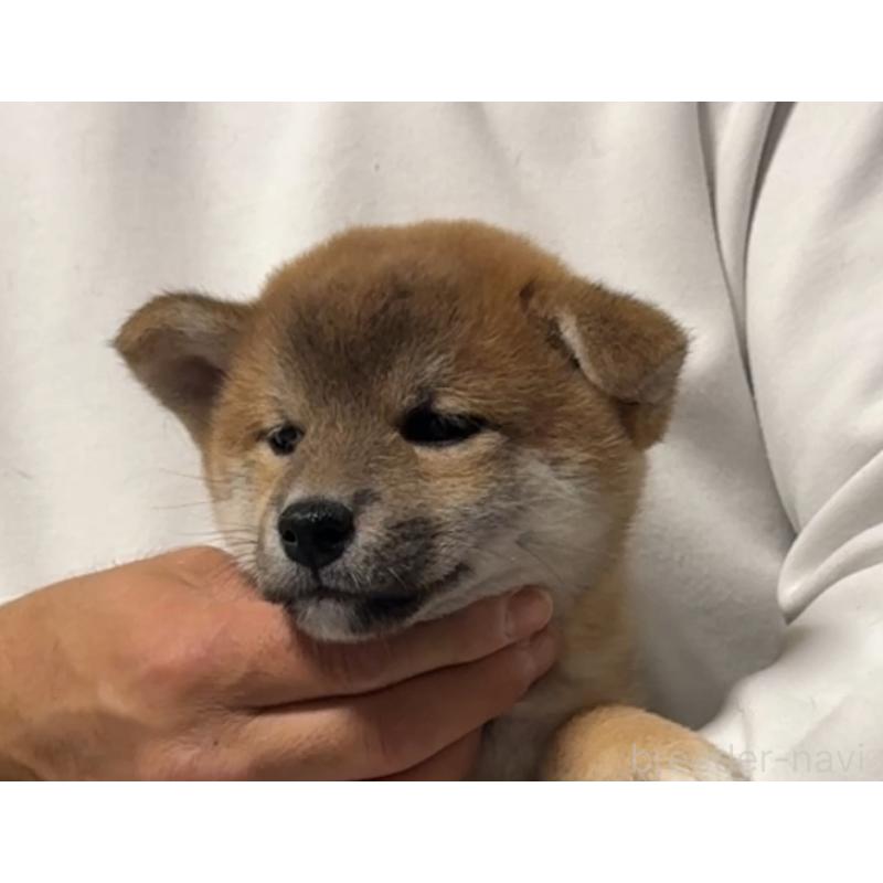 販売中の岡山県の柴犬-430965の12枚目