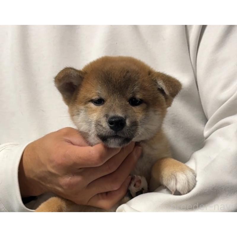 販売中の岡山県の柴犬-430965の11枚目