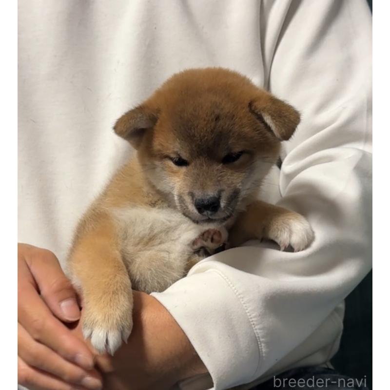 販売中の岡山県の柴犬-430965の10枚目