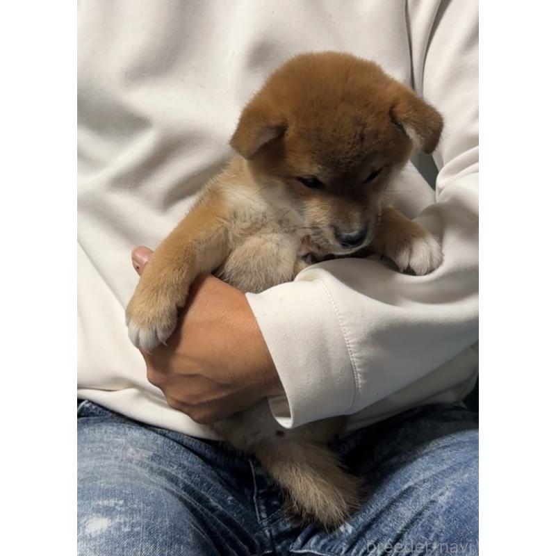 販売中の岡山県の柴犬-430965の9枚目