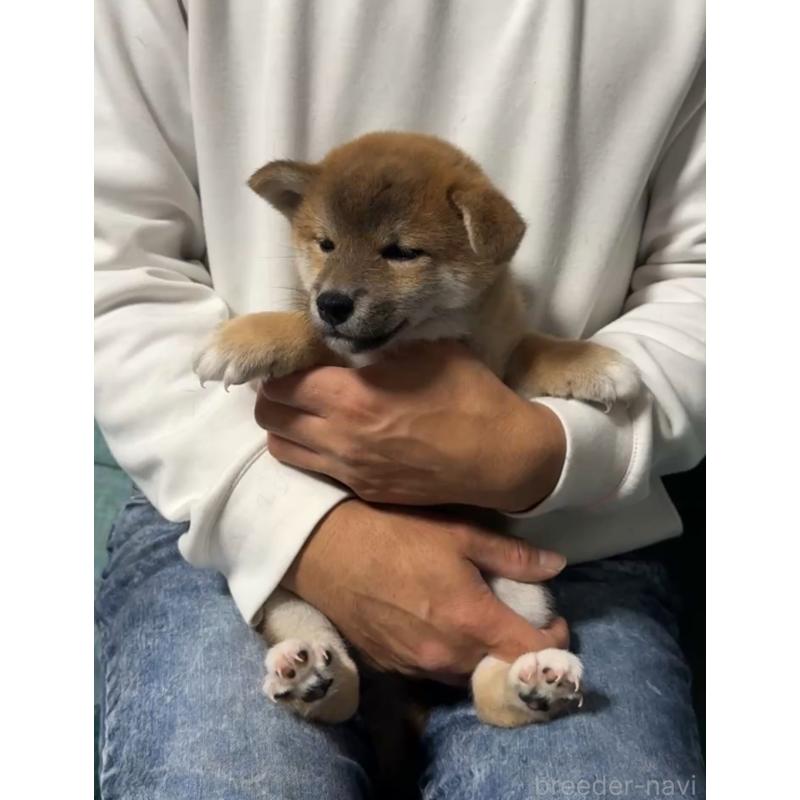 販売中の岡山県の柴犬-430965の8枚目