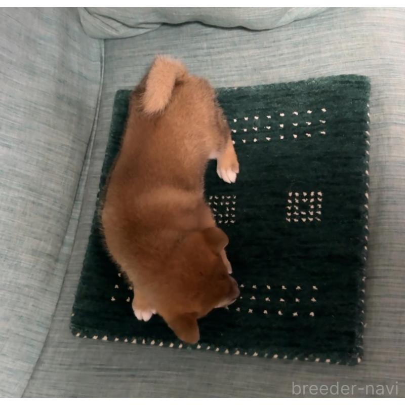 販売中の岡山県の柴犬-430965の7枚目