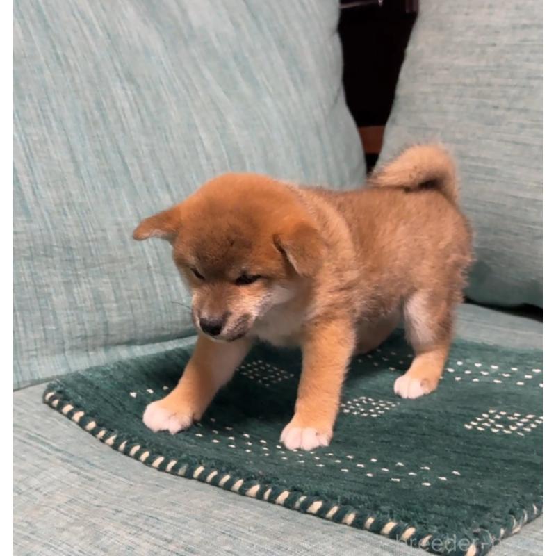 販売中の岡山県の柴犬-430965の6枚目