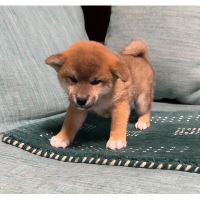 販売中の岡山県の柴犬-430965の5枚目