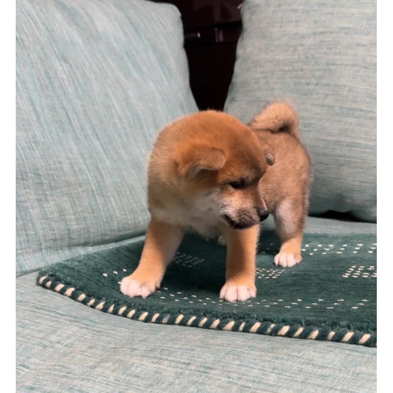 販売中の岡山県の柴犬-430965の4枚目