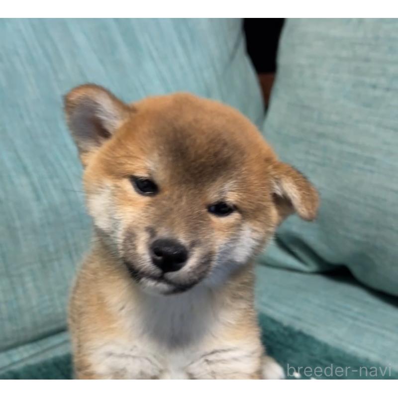 販売中の岡山県の柴犬-430965の3枚目