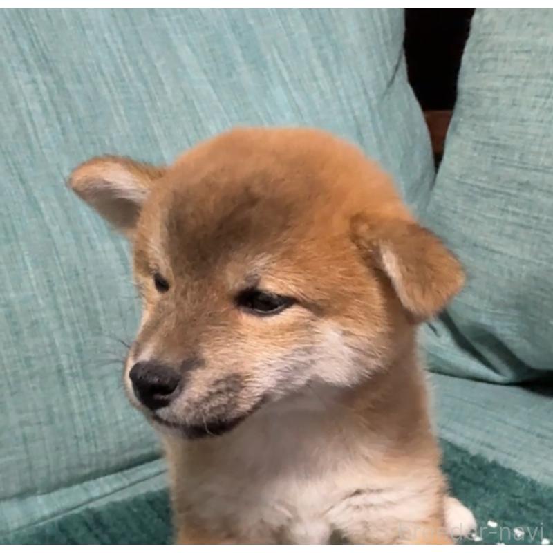 販売中の岡山県の柴犬-430965の2枚目