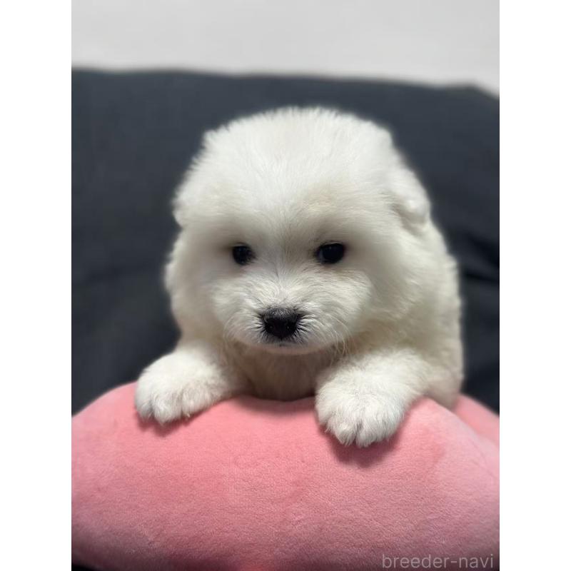 販売中の栃木県のサモエド-430966の11枚目