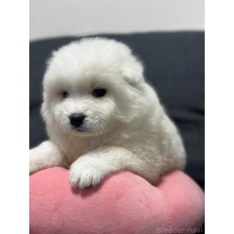 販売中の栃木県のサモエド-430966の10枚目