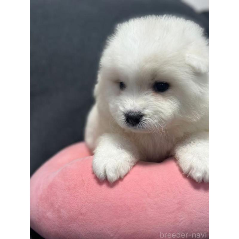 販売中の栃木県のサモエド-430966の9枚目