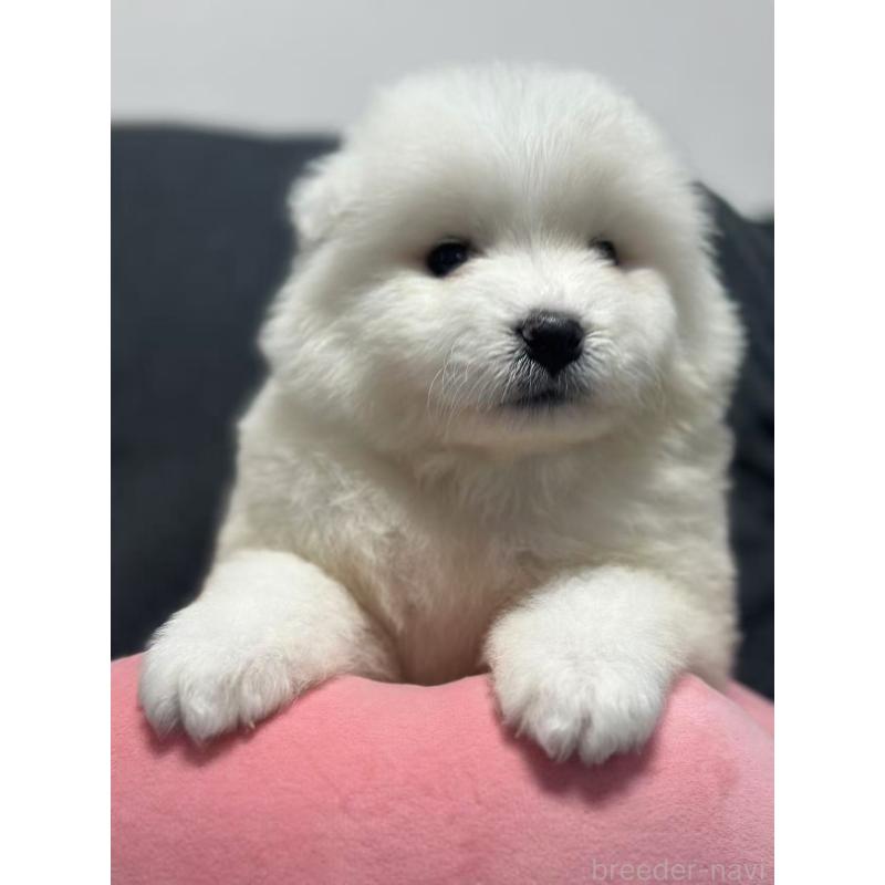 販売中の栃木県のサモエド-430966の7枚目