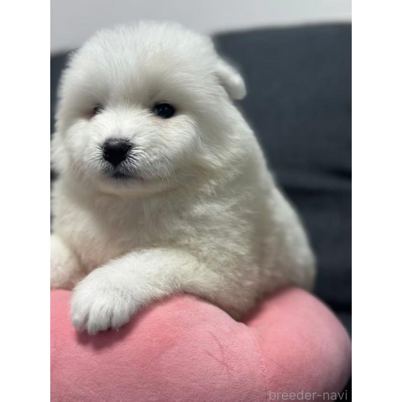 販売中の栃木県のサモエド-430966の5枚目