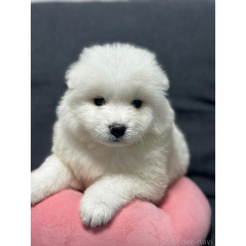 販売中の栃木県のサモエド-430966の4枚目