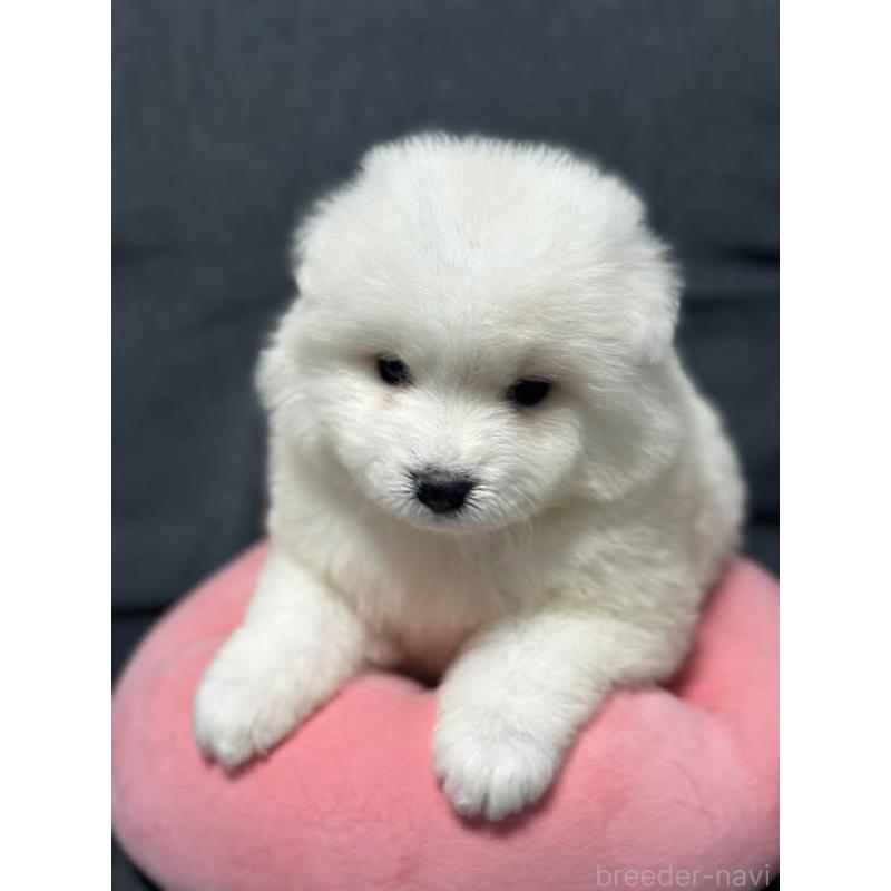 販売中の栃木県のサモエド-430966の3枚目