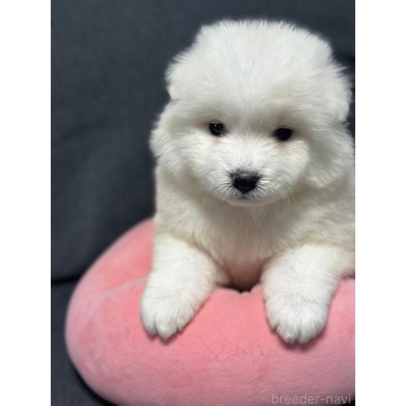 販売中の栃木県のサモエド-430966の2枚目